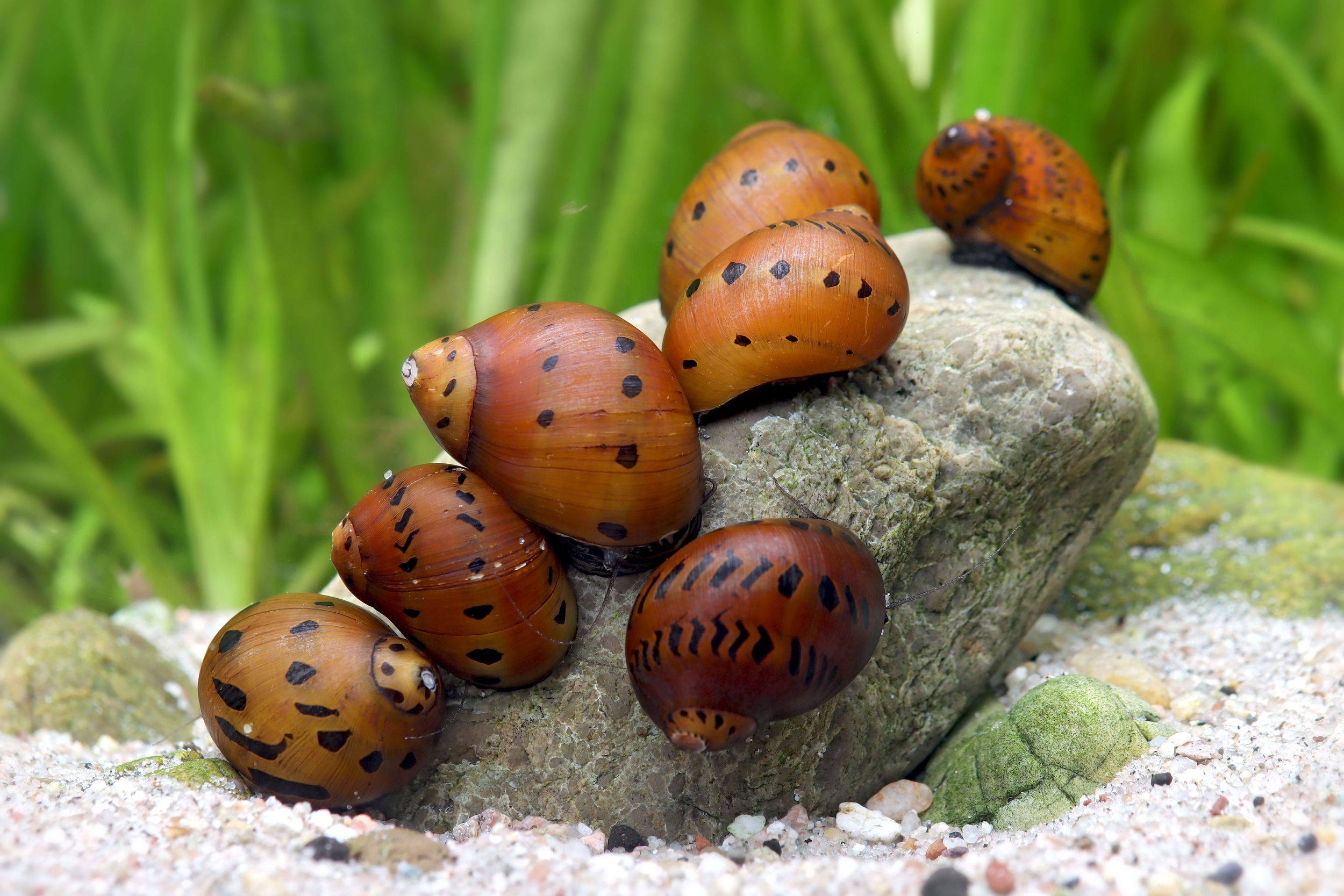 Orange Track Racing Snail (Vittina semiconica)